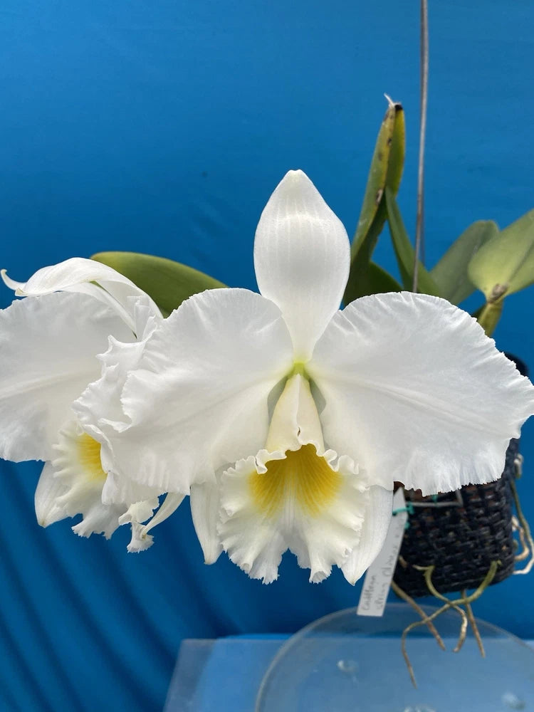White Cattleya-style orchid in pot with ruffled petals and yellow center