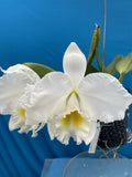 Cattleya Marjorie Hausermann X Rivermont Imperial White Orchid Hybrid 4Ó Pot Orchids