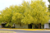 Parkinsonia Aculeata, jerusalem thorn palo verde flowering jelly tree 30 seeds Orchids