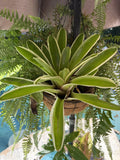 Neoregelia bromeliad Orchids