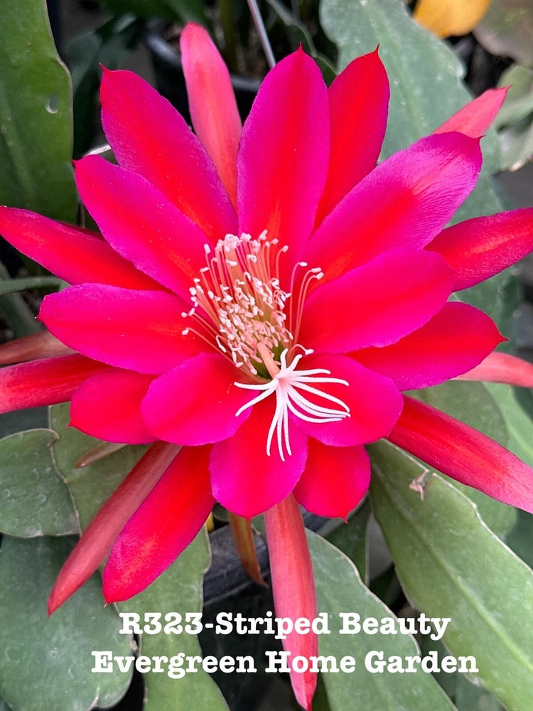 Epiphyllum orchid cactus flower, bright pink-red petals, striped look, with green leaves