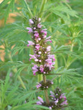 Leonurus Artemisia Plant 50+ Seeds, Chinese Motherwort Medicinal Herb Flowering Plants