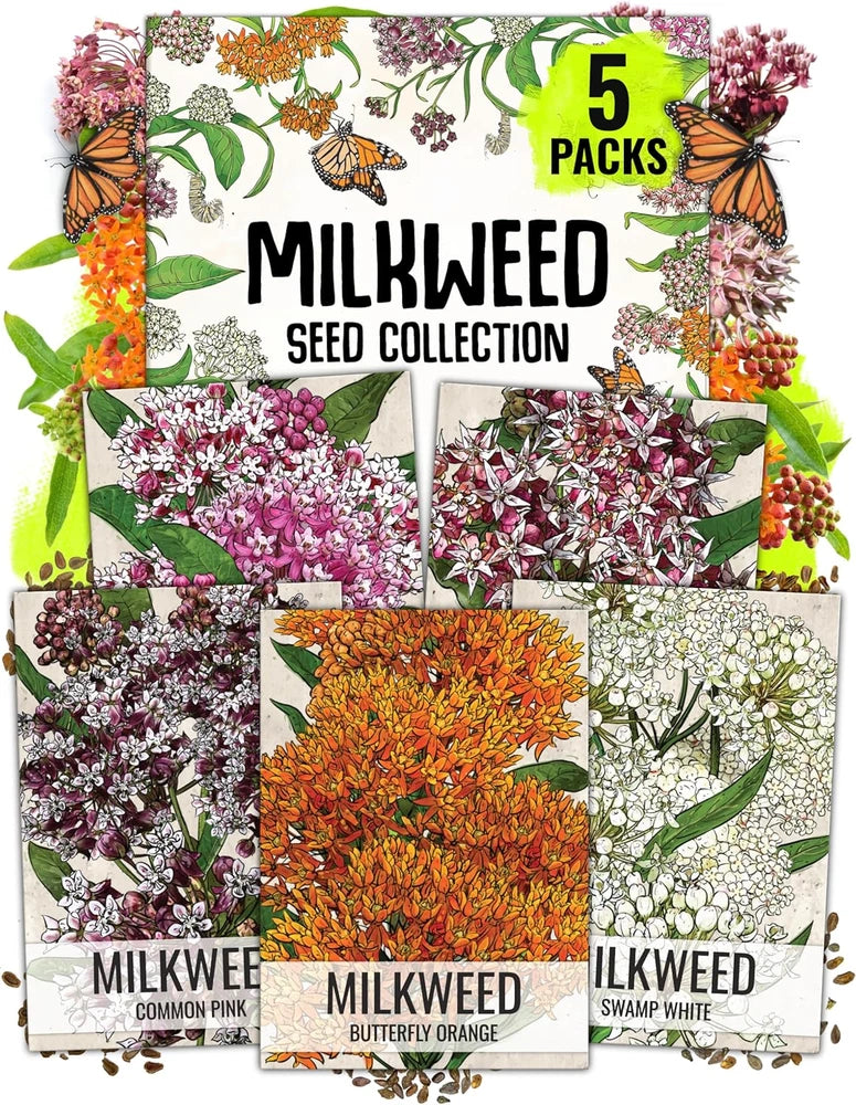 Milkw*ed Seeds for Planting a Butterfly Garden to Attract Monarch Butterflies - Garden Plants