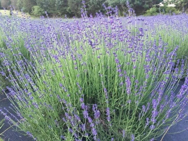 Munstead English Lavender Live Plant, Healthy Starter for Garden & Culinary Use Garden Plants