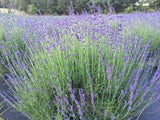 Munstead English Lavender Live Plant, Healthy Starter for Garden & Culinary Use Garden Plants