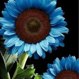 50PCs/Pack Midnight Oil Blue Sunflower Seeds Plants Garden Planting Colorful Sunflower