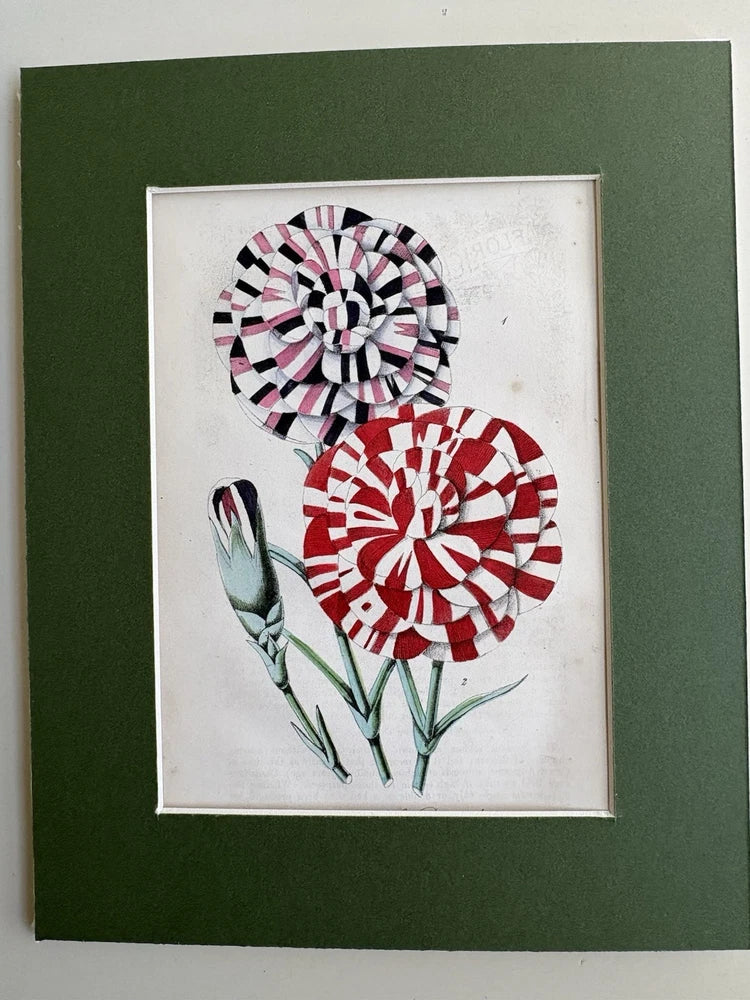 Framed hand-colored carnation print with red and black striped flowers on white mat