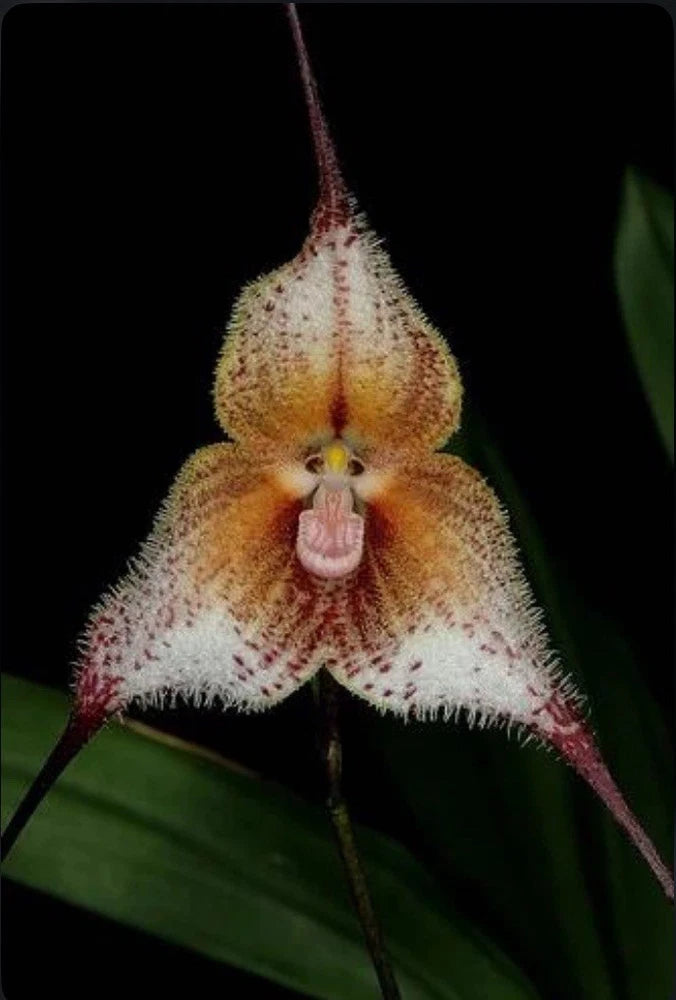 Spiky orchid bloom with fuzzy orange-red petals and pale yellow center, on dark stems