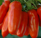 SAN MARZANO TOMATO SEEDS 100+ GARDEN vegetables SAUCE salad FREE SHIPPING Garden Plants