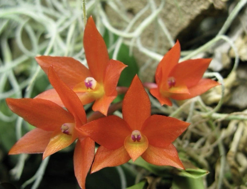 Orange miniature orchid flowers with purple throats on a mounted base