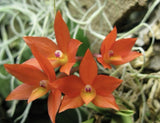 Orange miniature orchid flowers with purple throats on a mounted base