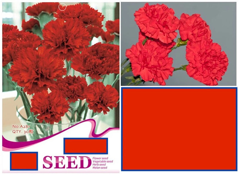 20 SEEDS Classic Red Chinese Carnation flower exotic garden bed plant USA Seller Garden Plants
