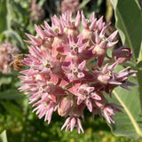 Showy Milkweed Seeds (Asclepias speciosa) ~Native Wildflower Pollinator Garden Garden Plants