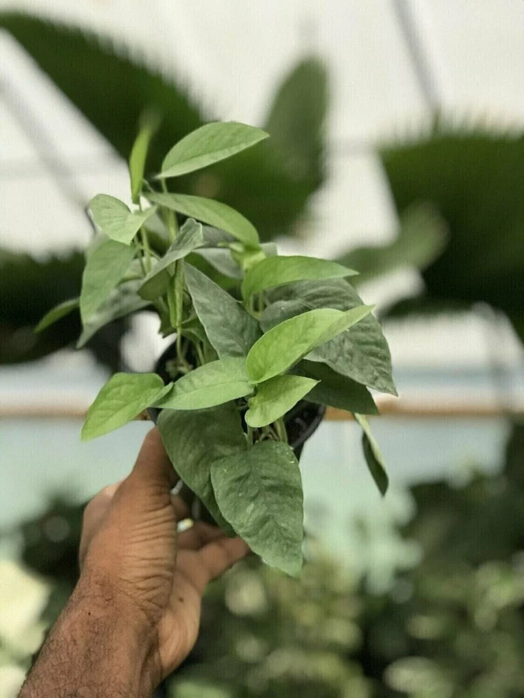 Live pothos plant with green leaves in a small pot