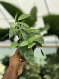 Cebu Blue Pothos - Live Plant in a 4 Inch Pot - Epipremnum pinnatum 'Cebu Blue' Orchids