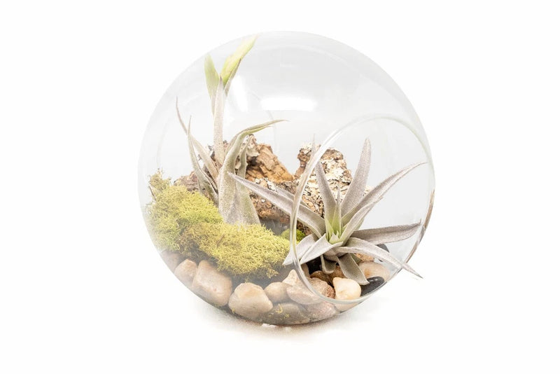 Large Hand-Blown Terrarium with Caput Medusae & Harrisii - Wholesale & Bulk Green Plant