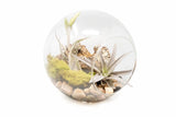 Large Hand-Blown Terrarium with Caput Medusae & Harrisii - Wholesale & Bulk Green Plant
