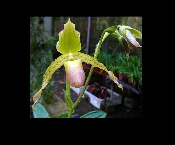 Slipper orchid flower with green-yellow pouch and pink inner lip, curved petals.