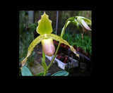 Paphiopedilum Imperial Jade (stonei x primulinum) slipper orchid rare primary Orchids