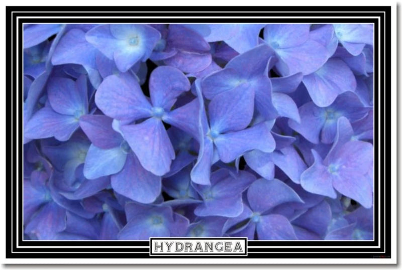 Blue Hydrangea Flower - Art Print POSTER Hydrangea