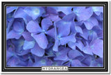 Blue Hydrangea Flower - Art Print POSTER Hydrangea