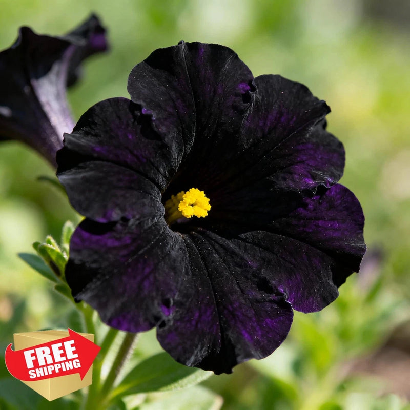 300+ Black Petunia Seeds for Planting Hanging Basket Annual Garden Garden Plants