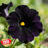 300+ Black Petunia Seeds for Planting Hanging Basket Annual Garden Garden Plants