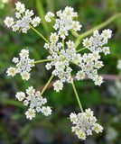 Caraway Seeds | Vegetable Herb Plant Garden Rye Fennel White Cumin Seed 2025 Garden Plants