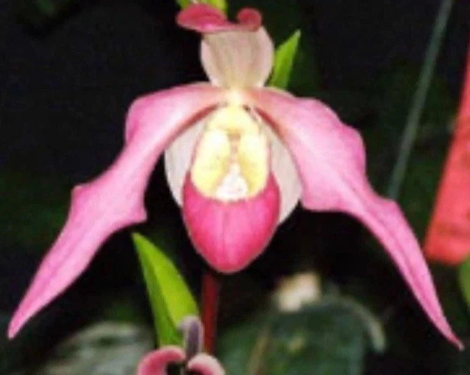 Pink and yellow orchid flower with curved petals and central pouch
