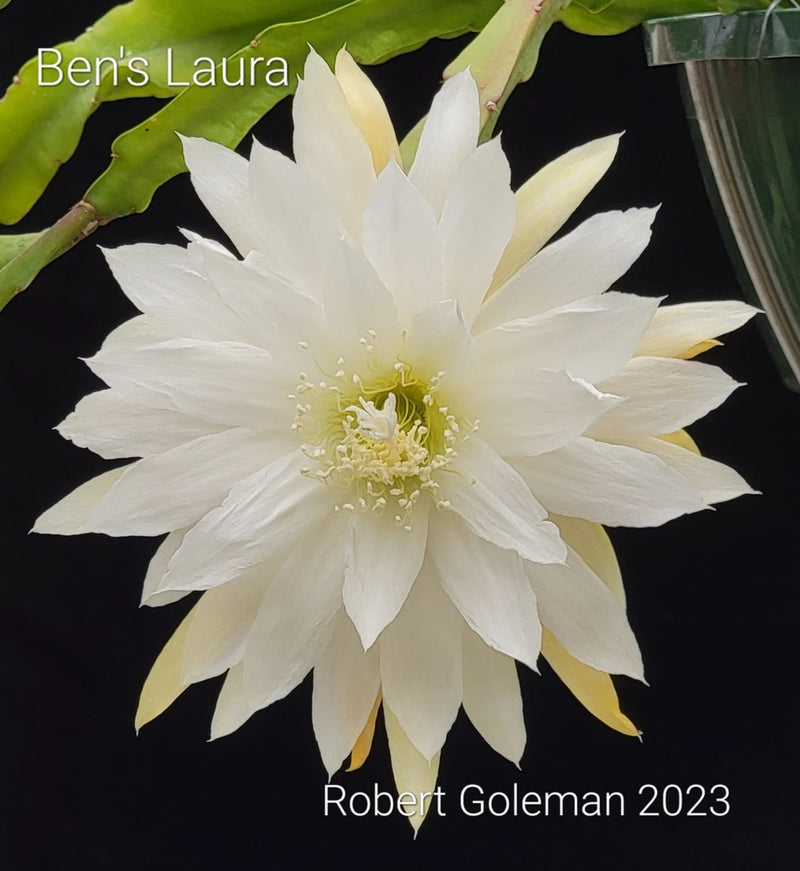Orchid cactus rooted cutting with white star-shaped bloom, pale yellow center, and green stems