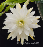 Epiphyllum 'Ben's Laura' Rooted Cutting - Rare Orchid Cactus - 1946 Heirloom Orchids