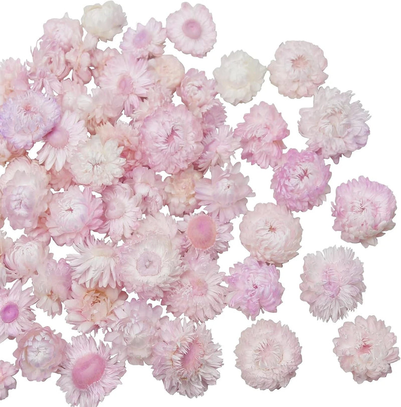 CITYES 60 Pcs Natural Dried Daisy Flowers Heads Bulk Gerbera Daisies Pink Dried Flower