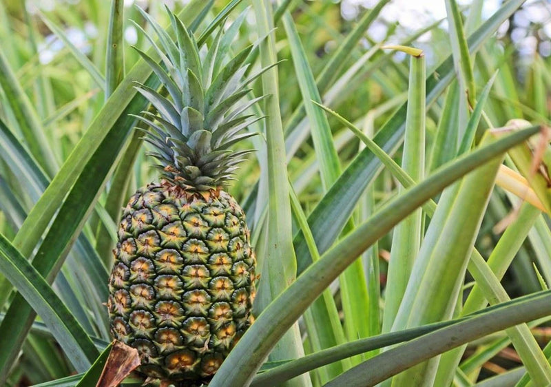 Pineapple Plant - 'Sugar Loaf' - Live Plant Flowering Plants