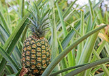 Pineapple Plant - 'Sugar Loaf' - Live Plant Flowering Plants