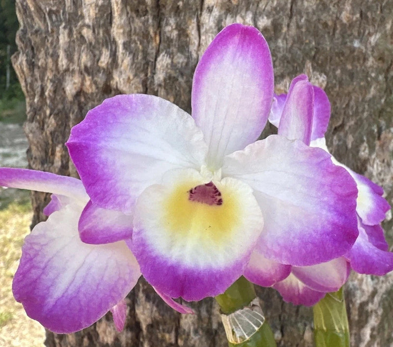 Purple and white nobile orchid flower with yellow center on orchid plant