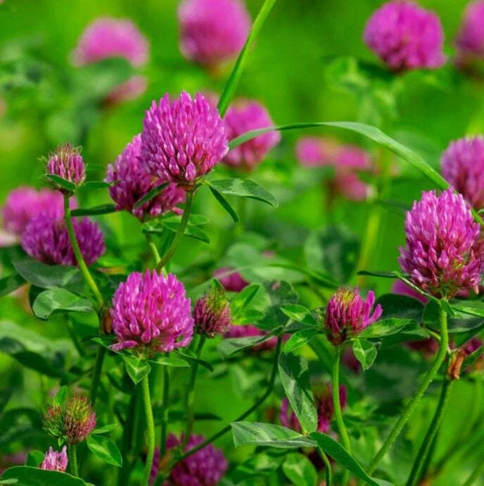 Red Clover - Seeds - Organic - Non Gmo - Heirloom Seeds Ð Flower Seeds Flowering Plants