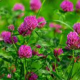 Red Clover - Seeds - Organic - Non Gmo - Heirloom Seeds Ð Flower Seeds Flowering Plants