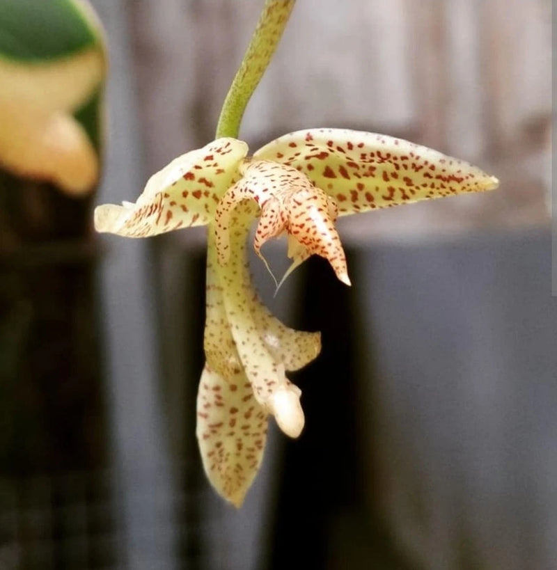 Downward-blooming orchid with cream petals and speckled yellow centers