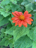 Mexican Sunflower Seeds 200+ Tithinia Torch Flower USA SELLER Sunflower