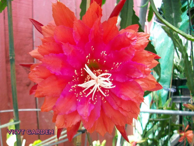 Rare Epiphyllum orchid flower with coral-pink ruffled petals and white center filaments