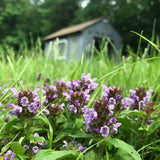 Heal All Seeds (Prunella vulgaris) ~Traditional Herb Native Pollinator Garden Garden Plants