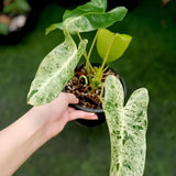 Philodendron Burlemarx Mint Variegated Ornamental Plant Green Plant