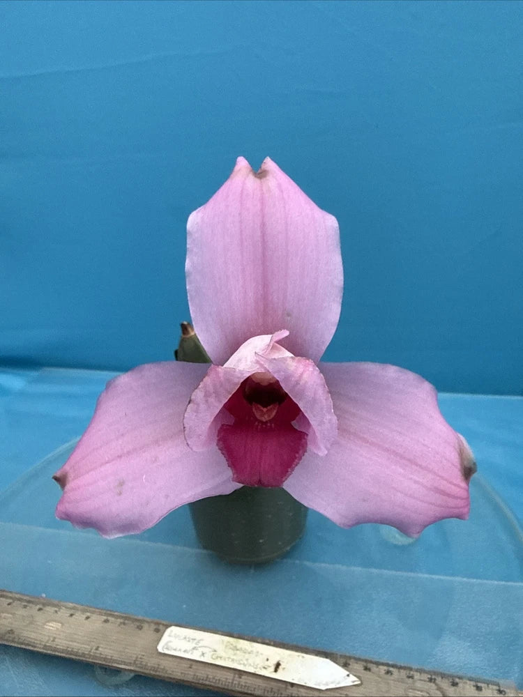 Pink orchid flower with three petals and dark center, growing in a pot