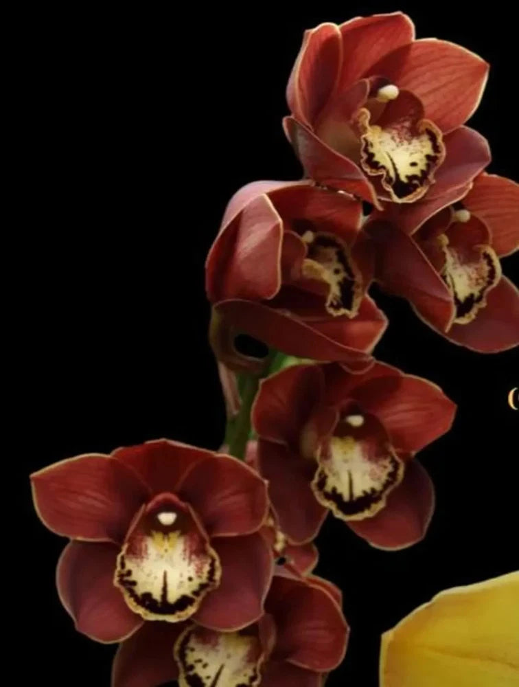 Dark red orchid flowers with cream, speckled throats on stems