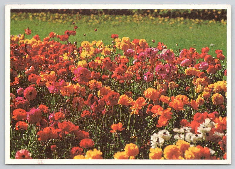 Ranunculus Persian Buttercups Flowers Field Colorado 1980s Postcard Ranunculus