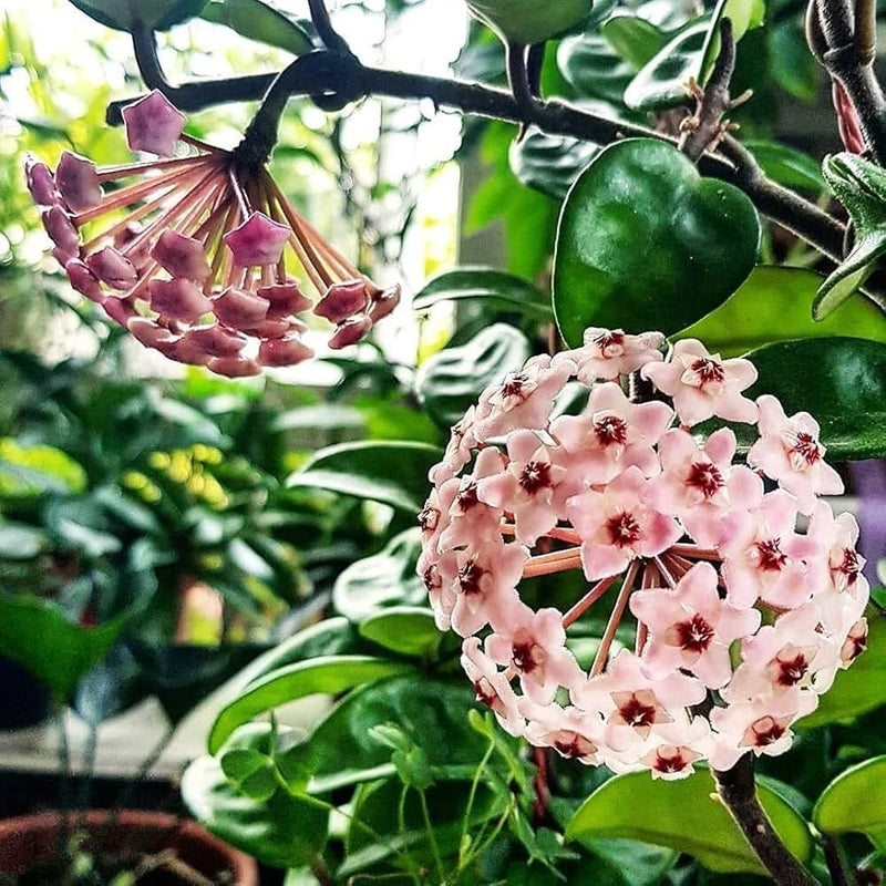 Hoya carnosa with pink star-shaped flower cluster and thick green ripple leaves