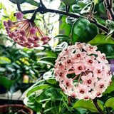 Hoya Krinkle Live Plant Ð Ripple Leaf Hoya Carnosa Ð 4in Pot Ð Easy Vining Plant Orchids