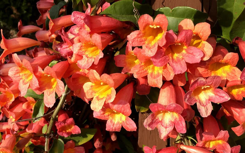 BIGNONIA "TANGERINE BEAUTY" CROSSVINE*Rooted Starter Plant**ATTRACTS BUTTERFLIES Garden Plants