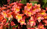 BIGNONIA "TANGERINE BEAUTY" CROSSVINE*Rooted Starter Plant**ATTRACTS BUTTERFLIES Garden Plants