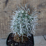 D1154 COPIAPOA MINIMA KK 1138 pot9-H12-W7 cm MaMa Cactus Green Plant